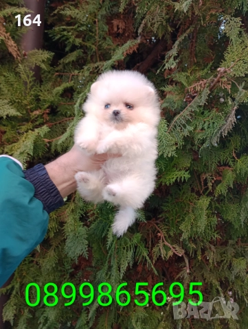 Мини Померани. Реални снимки от 19.12.25 год. , снимка 8 - Померан - 52731565