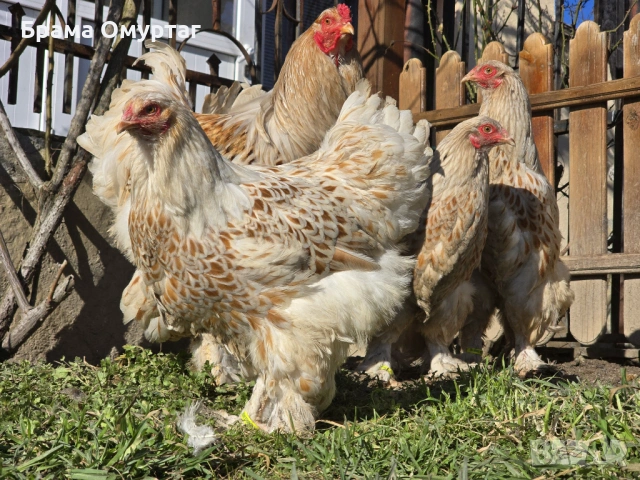 Продавам разплодни яйца от Бяло златна Брама [White gold Brahma], снимка 12 - Кокошки и пуйки - 53811702