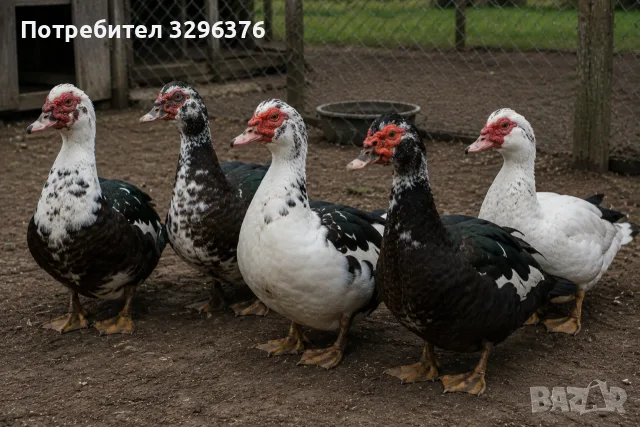 Продавам 10 патици, снимка 2 - Патици и гъски - 55793053