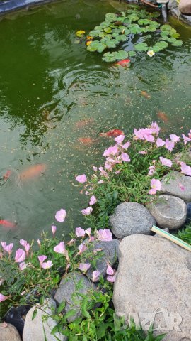 Риби-японски шарани- Кой, снимка 1 - Други - 41304373