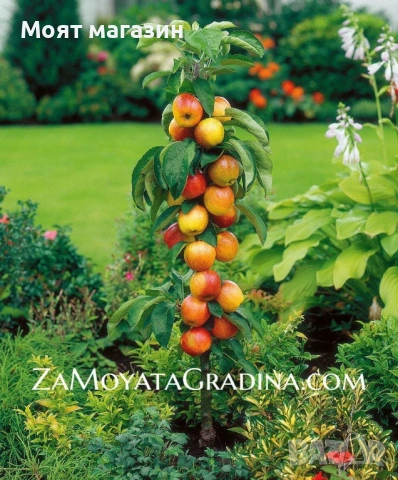 Мини дръвчета, снимка 4 - Градински цветя и растения - 53631614