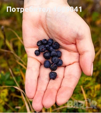 диви горски боровинки (замразени), снимка 3 - Други стоки за дома - 52658278