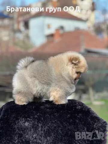 Померан с родословие , снимка 9 - Померан - 49411648