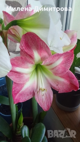 Амарилиси различни цветове , снимка 9 - Стайни растения - 52243503