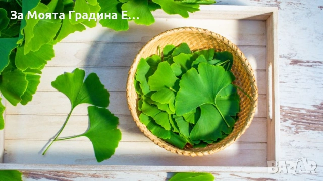 Гинко билоба 