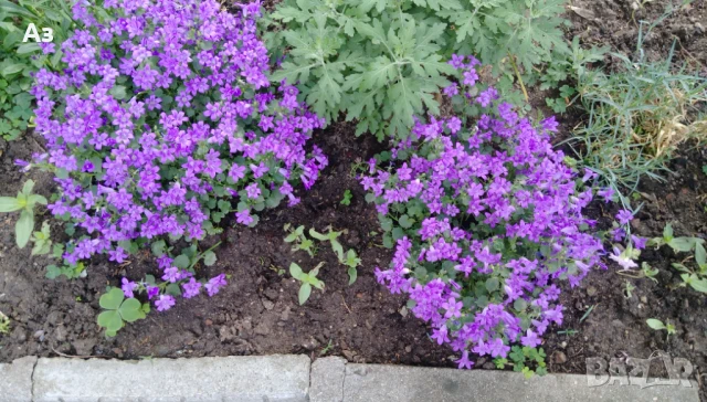 Продавам есенен разсад на Кампанула – синя и бяла, снимка 14 - Разсади - 50508983