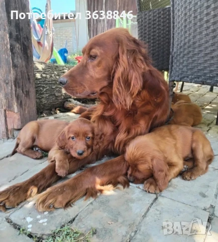 Ирландски сетер