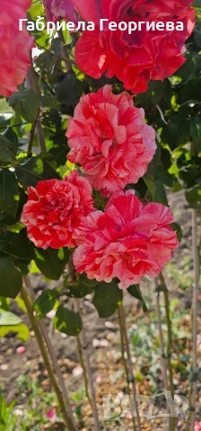 Щамбови рози на гол корен , снимка 9 - Градински цветя и растения - 52324650