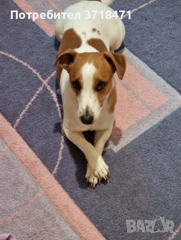 Млад Джак ръсел търси дама!, снимка 1