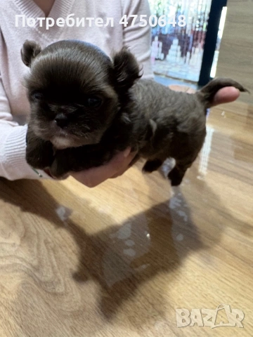 Дългокосместо,чихуа с родословие 