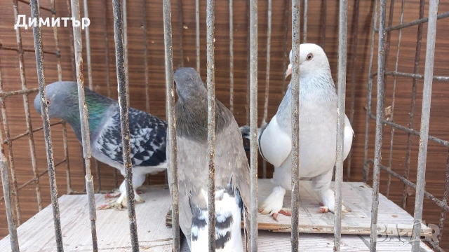 Продавам гълъби Мардини-Турски , снимка 2 - Гълъби - 47886897