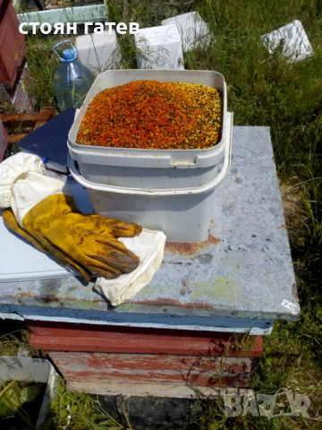 Продавам Пчелен Пашец