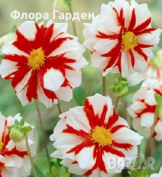 ДАЛИЯ - Глудки/ ПРЕДВАРИТЕЛНИ ПОРЪЧКИ, снимка 15 - Сортови семена и луковици - 44793217