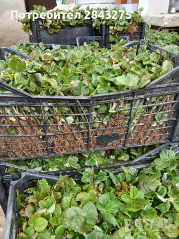 Продавам разсад ягоди , снимка 10 - Сортови семена и луковици - 49817952