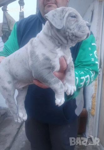 питбул блу нос мъжки и женски