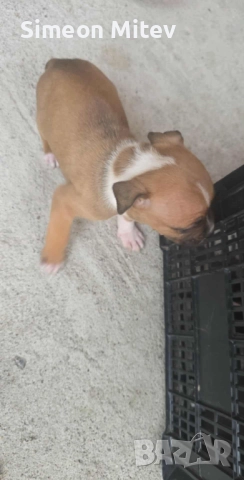 Американски Стафордшир Териери (Амстаф) , снимка 4 - Американски стафордширски териер - 52282473