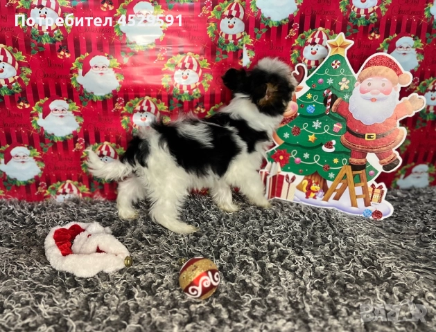 Бивер Бивър йорки йоркширски териер, снимка 4 - Йоркширски териер - 52369659