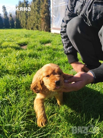 Английски кокер шпаньол