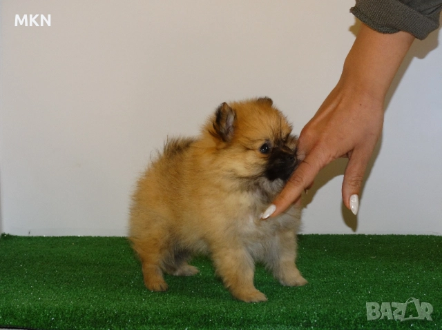 Померан, снимка 11 - Померан - 51940550