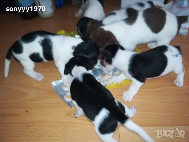 ДЖАК РЪСЕЛ 250ЛВ ЗА КУТРЕ 2509251343, снимка 18 - Джак ръсел териер - 51834098