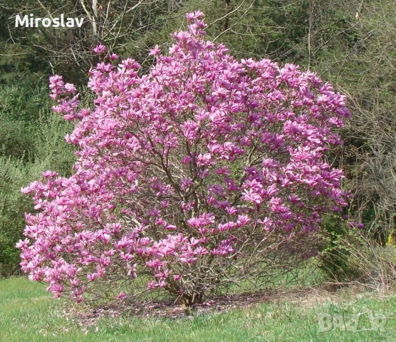 Магнолия Пинки (НОВО)/100-120см, снимка 6 - Градински цветя и растения - 52074975