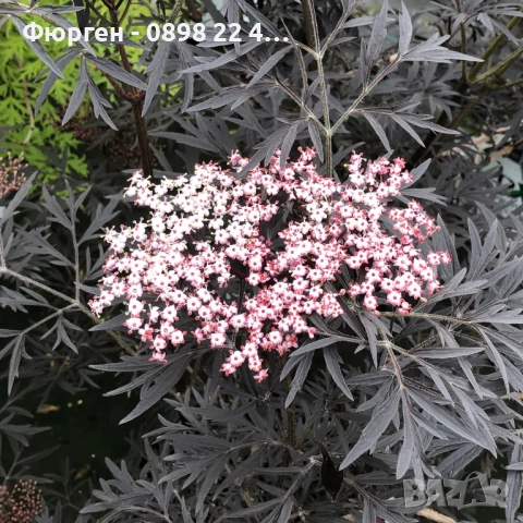 Черен Бъз - Ева (Sambucus nigra 'Eva' BLACK LACE)