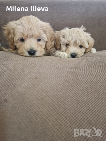 продавам бебенца малтипу , снимка 2 - Пудели - 53689600