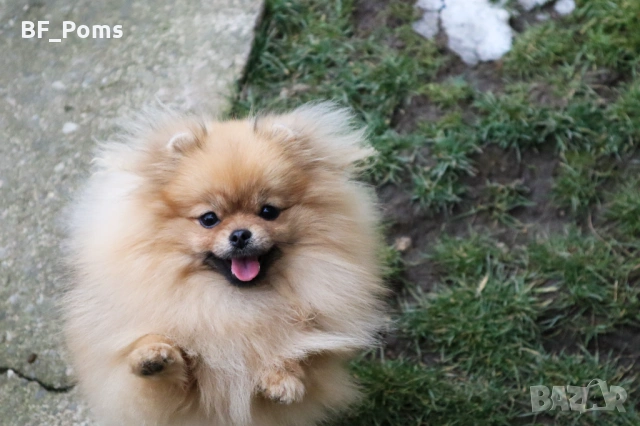 Миниатюрно момиченце померан с родословие FCI, снимка 2 - Померан - 50219721