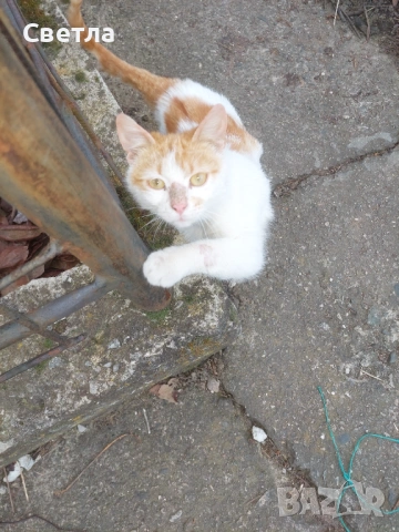 Търся дом за мъжко коте, снимка 3 - Други - 53803326