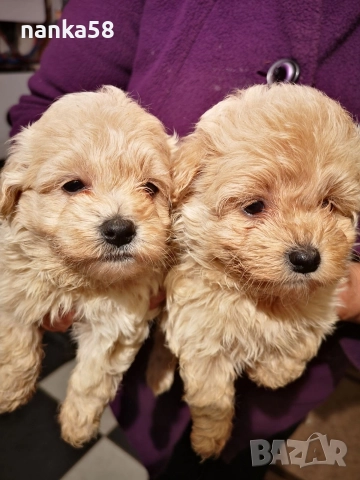 Продавам малтипу, снимка 4 - Болонка - 52966209