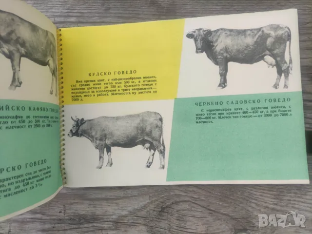 Книга Българското селско и горско стопанство по пътя на социализма 1958, снимка 5 - Други - 48892716