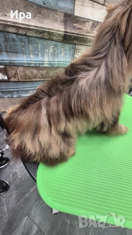 Момче, шоко мерле , снимка 3 - Йоркширски териер - 52629671