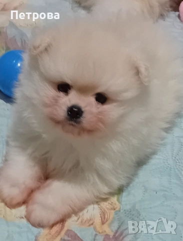 Продавам мъжки и женски померанчета, снимка 5 - Померан - 52438751