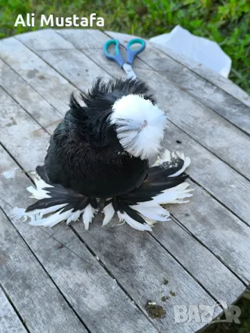 Бухари , снимка 5 - Гълъби - 48210642