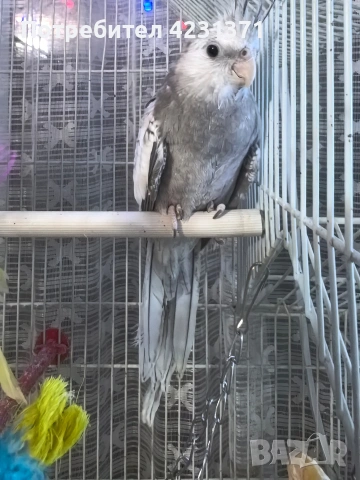 Папагали корела, снимка 3 - Папагали - 53288152