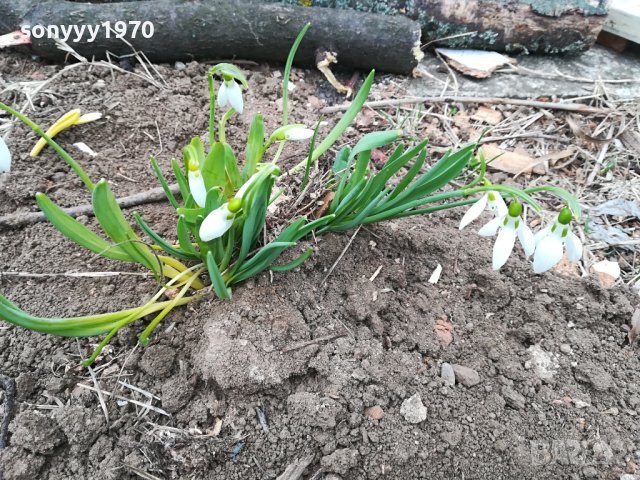 БГ КОКИЧЕ ГРЪМ В САКСИЯ 2 ЛИТРА С ЛУКОВИЦИ И ПОЧВА 1902241628, снимка 3 - Градински цветя и растения - 44370659