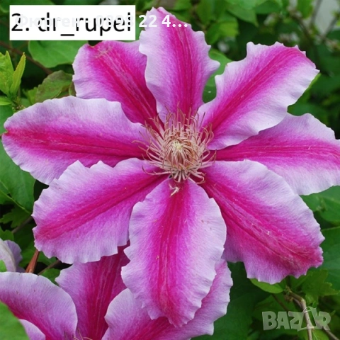 Клематис налични 33 вида, снимка 3 - Разсади - 48740865