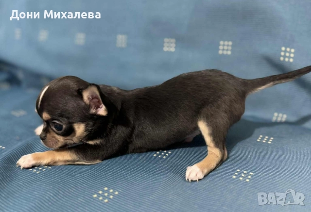 Чихуа Хуа , снимка 2 - Чихуахуа - 52672608