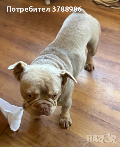 Френски булдог за разплод, снимка 2 - Търси партньор - 53838150