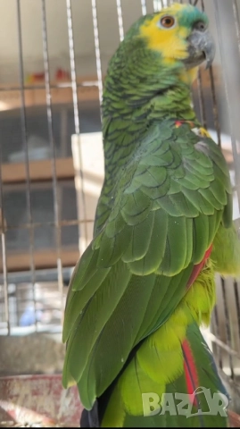 Продава женска синьочела амазона, снимка 4 - Папагали - 52946239