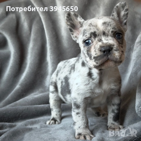 French bulldog blue Merle 