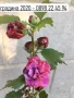 Хибискус Кичест - Щамба Цветове   Бала , Розова и Червена , снимка 1