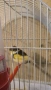 Male Gloster canary ( premium quality breeder), снимка 2