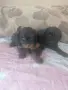 Пудел мини, момичета, снимка 2