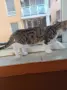 Подаряват се три спасени малки котенца, снимка 5