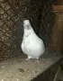 Гълъби   гълъби , снимка 1