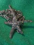 СТАР ЗЛАТИСТ АРТ МЕДАЛЬОН МОРСКА ЗВЕЗДА с ВЕРИЖКА КОЛИЕ 39693, снимка 12
