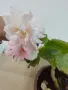 КАСКАДНИ МНОГОГОДИШНИ БЕГОНИ , снимка 6
