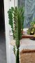 Кактус Еуфорбия тригона, снимка 1 - Стайни растения - 38754294