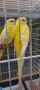 Пойни папагали , снимка 1